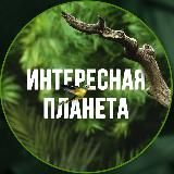 Интересная планета