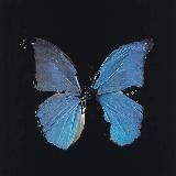 🦋𝓵𝓪𝓵𝓲🦋