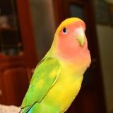 Неразлучники розовощекие | My Rosy-faced lovebirds | Agapornis roseicollis | ПОПУГАИ