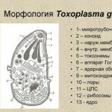 (Обсуждение лечения и т.д. в чате канала). Токсоплазмоз Токсоплазма Toxoplasmosis Toxoplasma gondii Болезнь Бехтерева (Лечение)