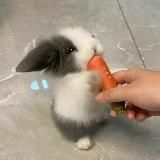 bunny lunch