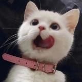 Lunika