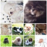 @ pomeranianpuppy померанский и малый шпиц, продажа щенков шпица