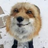 Блок Павлуши 🦊