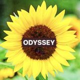 🌻 Travel Odyssey 🌻 Dx30 Likes