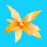 Top Tropicals Useful Plants