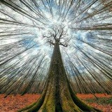 Origin