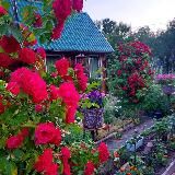 Дом, уют, сад, цветы 💐