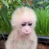 White monkey 🐒 (Monkey videos)