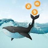 Ballena Crypto News