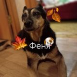 Феня🐾🐶🐕