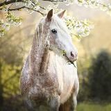 🌾лошади🐴фото/видео🐎