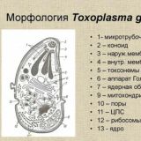 Токсоплазма. Токсоплазмоз. Лечение. Анализ. Мифы. Toxoplasmosis Toxoplasma gondii Болезнь Бехтерева