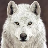 White Wolf