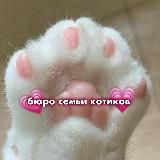 🌱Бюро Семьи Котиков🌱 | 𝐆𝐞𝐧𝐬𝐡𝐢𝐧𝐃𝐫𝐨𝐩