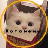 Котомемы