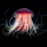 Aquatilis