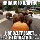 Бесплатные мемы 🧀