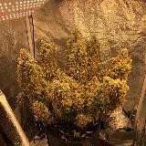 Господский движ🍀🧑🏼‍🌾