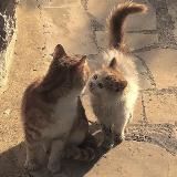 котята и пикчи