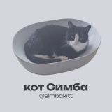 Симба — кот