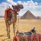 مصر 🌴