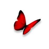 Клуб Butterfly 18+
