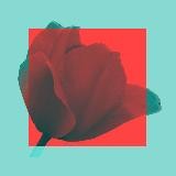 тюльпаны сегодня красные🌺