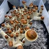 Magic mushrooms