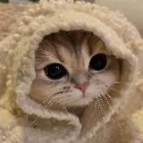 Твой котик