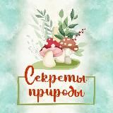 🍄 МУХОМОРЫ | ЕЖОВИК | МИКРОДОЗИНГ🍄ЗАГАДКИ ПРИРОДЫ