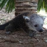 Wandering Binturong