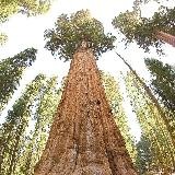 Soigner avec la Puissance des plantes naturelles et des minéraux