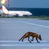 FoxRunwayNews