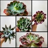 Succulents Dreams TON NFT