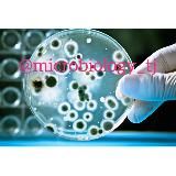 MICROBIOLOGY WORLD🌏