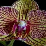 Мир Орхидей | Советы | Уход
