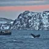 Влюбленные в китов🐳Морские прогулки со смыслом Териберка, 乘船游览, 北极光