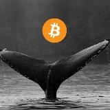 Mobydick - Bitcoin & Cryptocurrency Whale Alerts