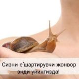 XORAZM🐌Urganch Ulitka terapeya ulitkalar sotubda🐌