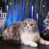 Питомник шотландских кошек cattery Sckotish and Highland SMIT Cats