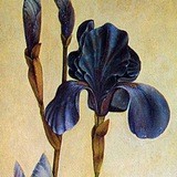 blue_velvet
