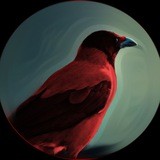 Rare Red Raven