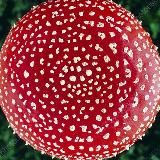 Мухомор Красный 🍄 Amanita Muscaria / Микродозинг Ежовик