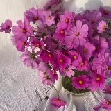 Цветы на кухне