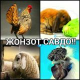 ЖОНЗОТ САВДО