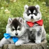 Помски pomskybest