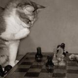 Chess Furs (SFW)