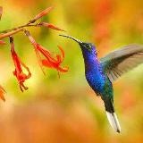 Colibri Santé au Naturel