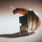 Schnecke